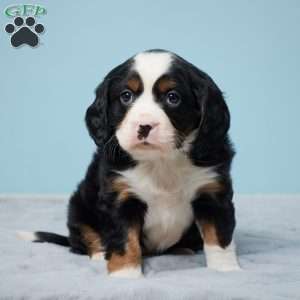 Lacy, Miniature Bernese Mountain Dog Puppy